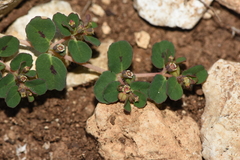 Euphorbia chamaesyce