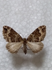 Lampropteryx suffumata