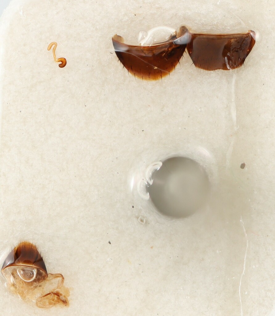 Pella schmitti