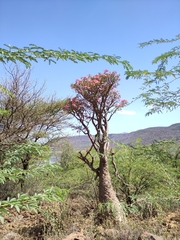 Adenium obesum