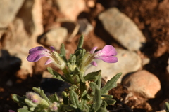 Ajuga iva