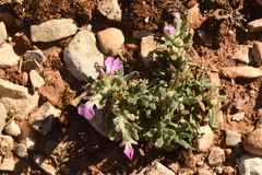 Ajuga iva