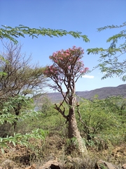 Adenium obesum