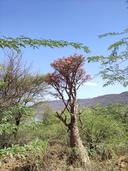 Adenium obesum