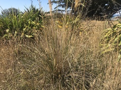 Austroderia richardii
