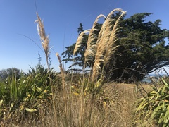 Austroderia richardii