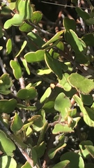 Muehlenbeckia complexa