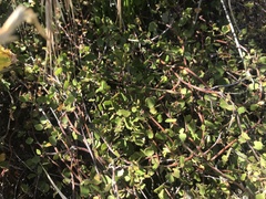 Muehlenbeckia complexa