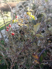 Rosa canina
