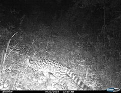 Leopardus wiedii
