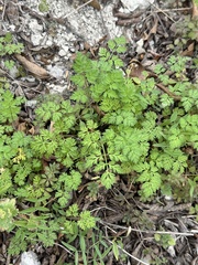 Chaerophyllum tainturieri