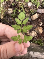 Chaerophyllum tainturieri