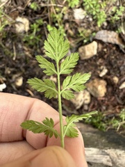 Chaerophyllum tainturieri