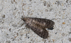 Cryptoblabes euraphella