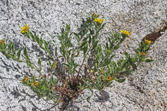 Heterotheca hirsuta