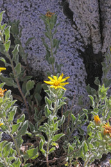 Heterotheca hirsuta