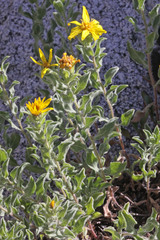 Heterotheca hirsuta