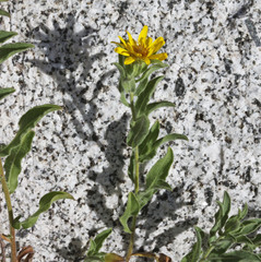 Heterotheca hirsuta