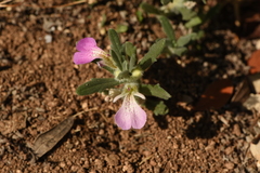 Ajuga iva