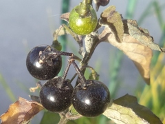 Solanum