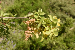 Pistacia terebinthus terebinthus