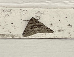 Phigalia denticulata