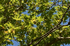Platanus orientalis