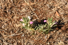 Ajuga iva