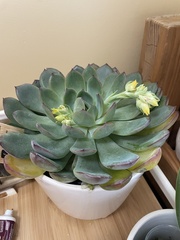 Echeveria pulidonis