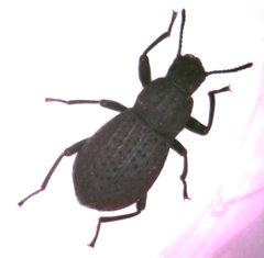 Polypleurus perforatus
