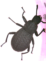 Polypleurus perforatus