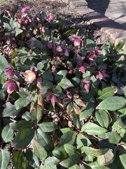 Magnoliopsida