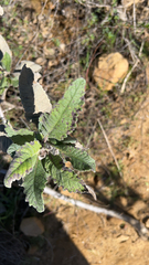 Eriodictyon crassifolium