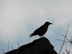 Corvus corone