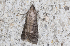 Cryptoblabes euraphella