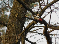 Dendrocopos major