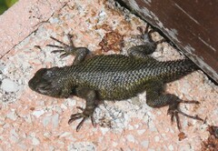 Sceloporus malachiticus