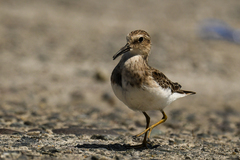 Calidris minutilla