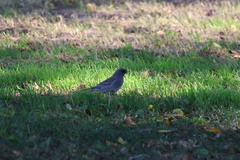 Junco hyemalis caniceps