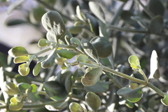 Phoradendron villosum