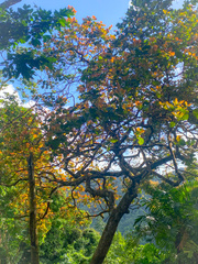 Anacardium occidentale