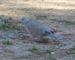 Streptopelia decaocto