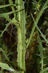 Cirsium creticum
