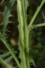 Cirsium creticum