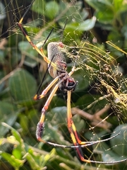 Trichonephila clavipes
