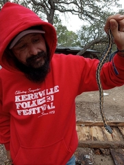 Thamnophis cyrtopsis ocellatus