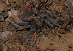 Phlogiellus watasei