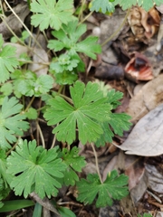 Geranium carolinianum