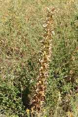 Acanthus spinosus
