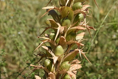 Acanthus spinosus